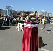 Золотой Сенбернар 2006