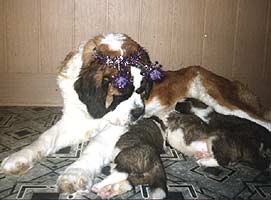 Люси с детками 2004год